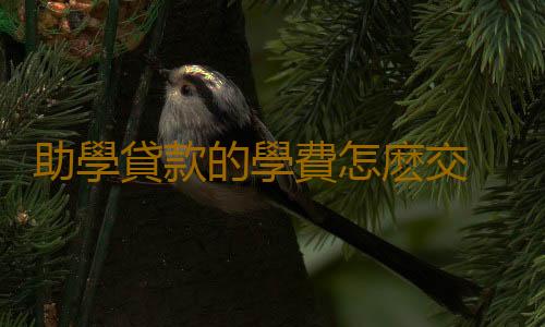 助學貸款的學費怎麽交 助學貸款的支付寶賬戶能直接支付嗎