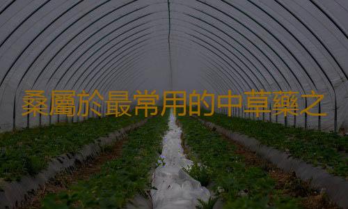 桑屬於最常用的中草藥之一 桑樹各部分的藥用價值